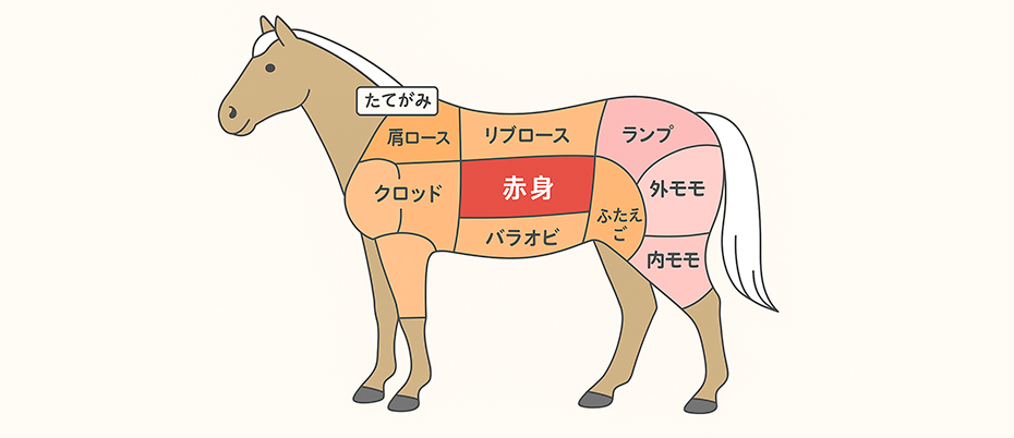馬の部位の写真